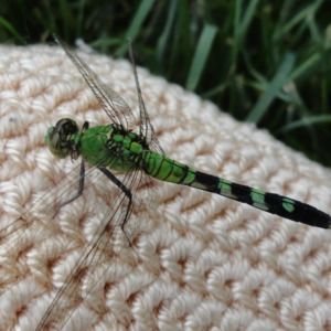 Meet your Posher, Natalia